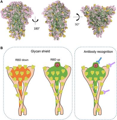 Glycans of SARS-CoV-2 Spike Protein in Virus Infection and Antibody Production